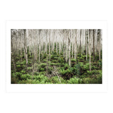 Forest After The Fire (Print Only) thumbnail