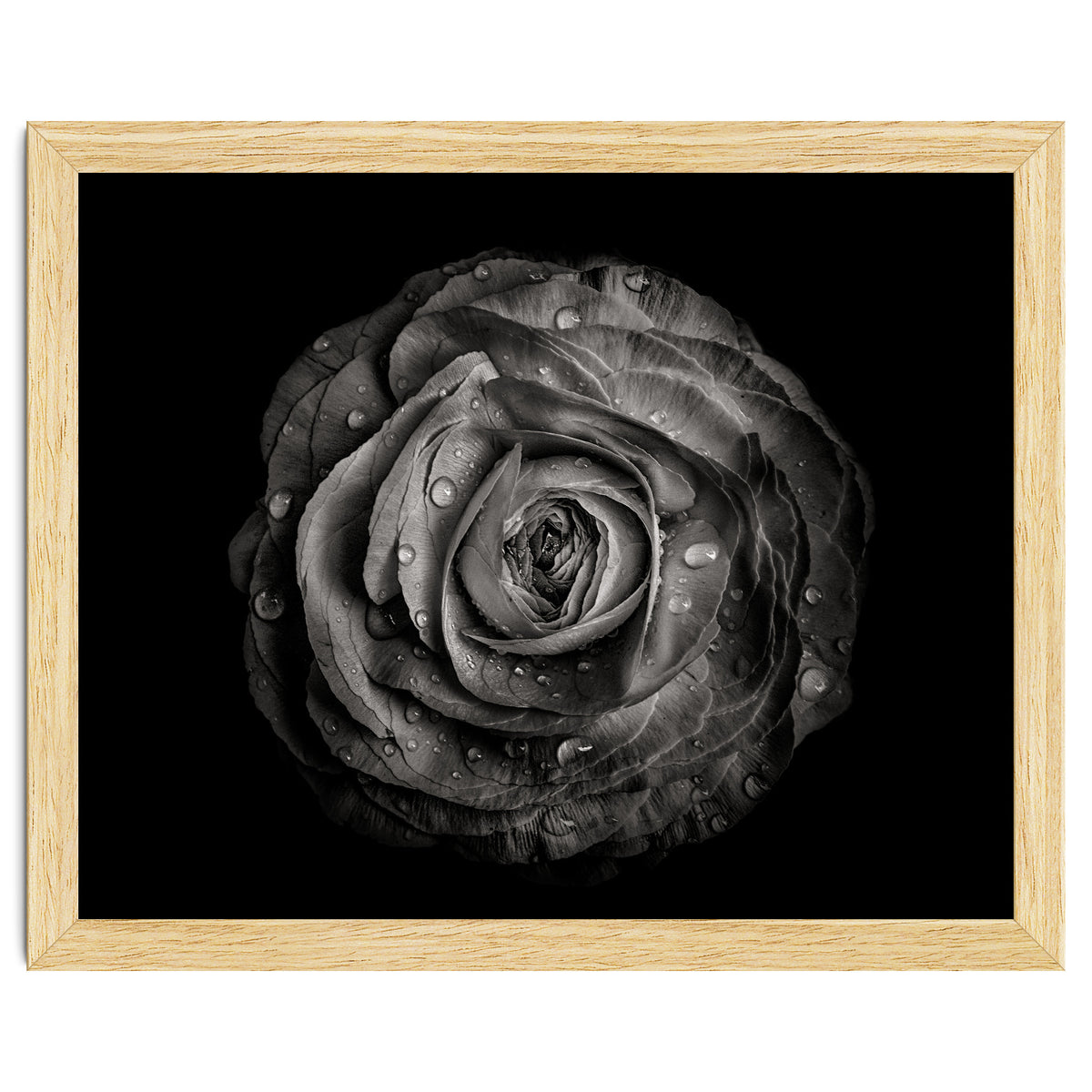 Backyard Flowers In Black And White 72