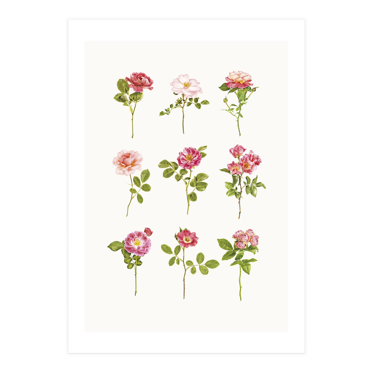 Cc Roses 07 (Print Only)