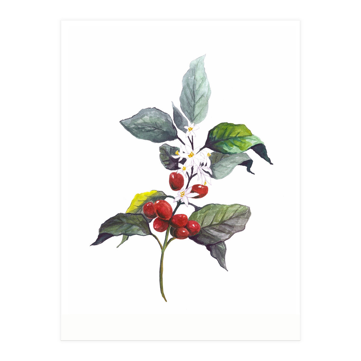 1 Botanical Illustration Kaffee Pflanze (Print Only)