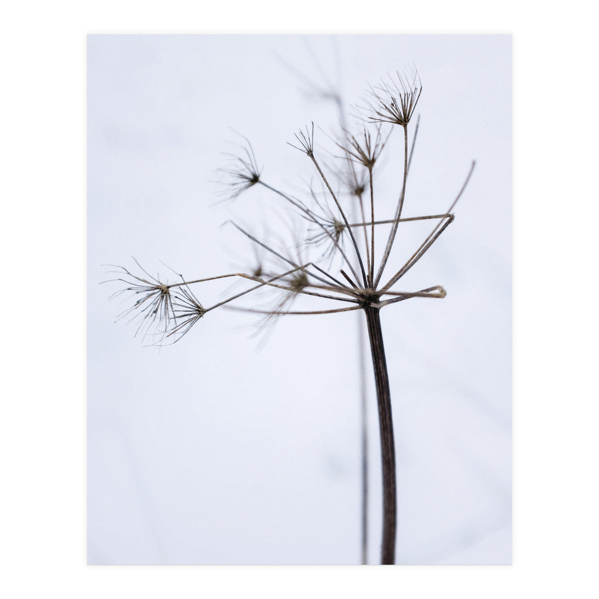 Wildflower in Winter (Print Only)