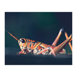 Armor (Print Only) thumbnail