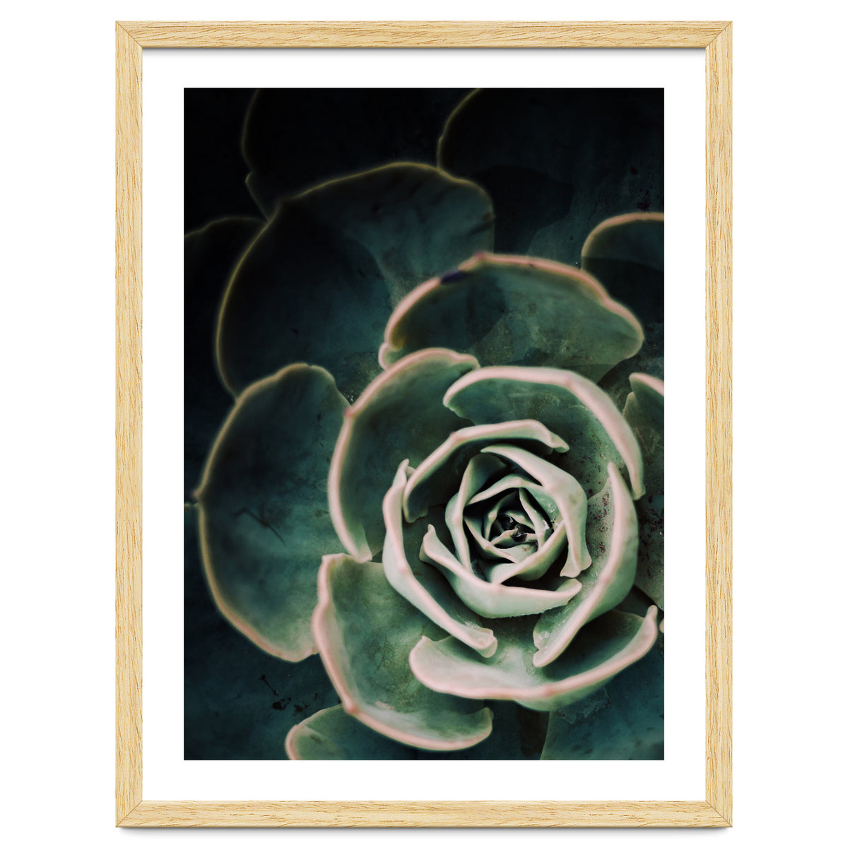 Darkside Of Succulents 4-D