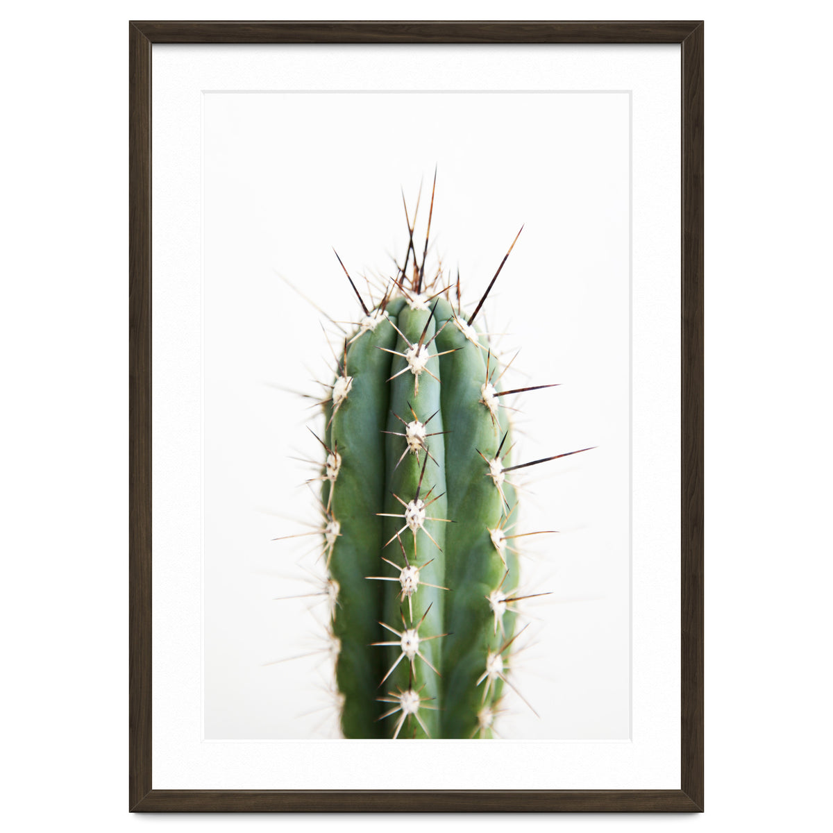 Cacti