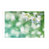Nature (Print Only) thumbnail