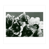 Anemone Flowers (Print Only) thumbnail