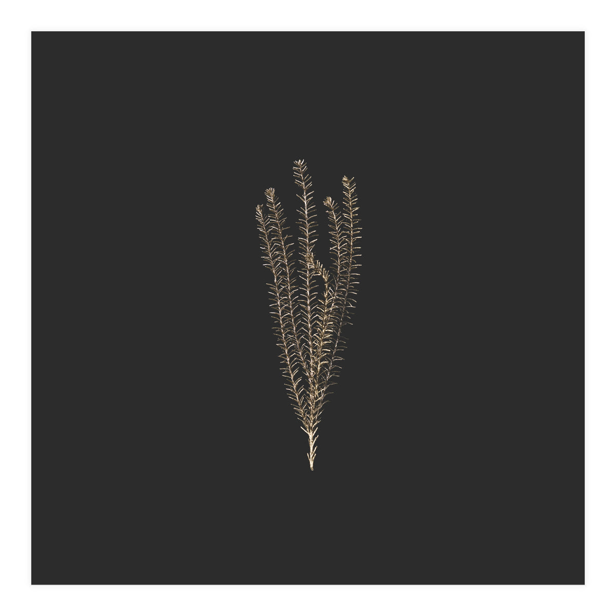 Delicate Fynbos Botanicals in Gold and Black - Square (Print Only)
