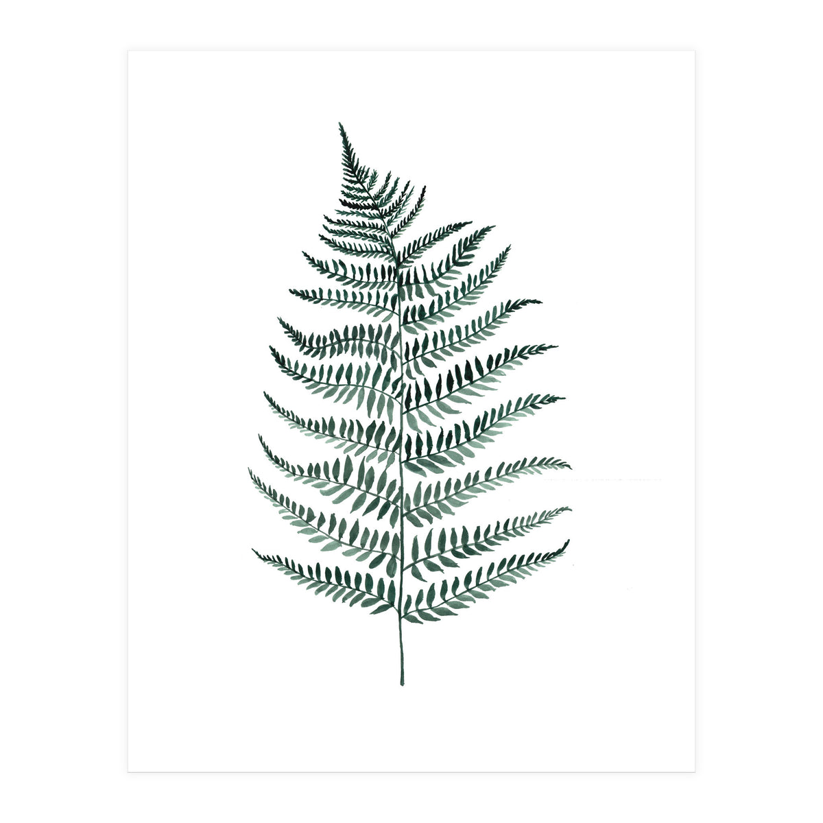 Botanical Illustration Silverfern (Print Only)