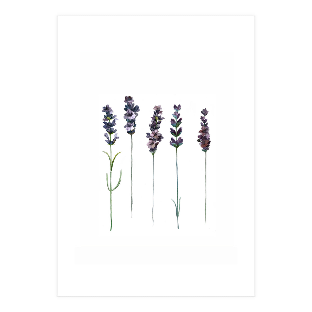 Botanical Illustration Lavender (Print Only)