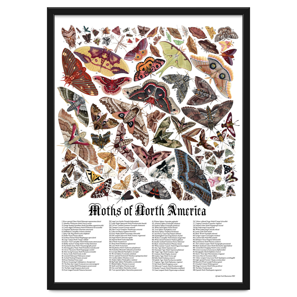 Moths of North America
