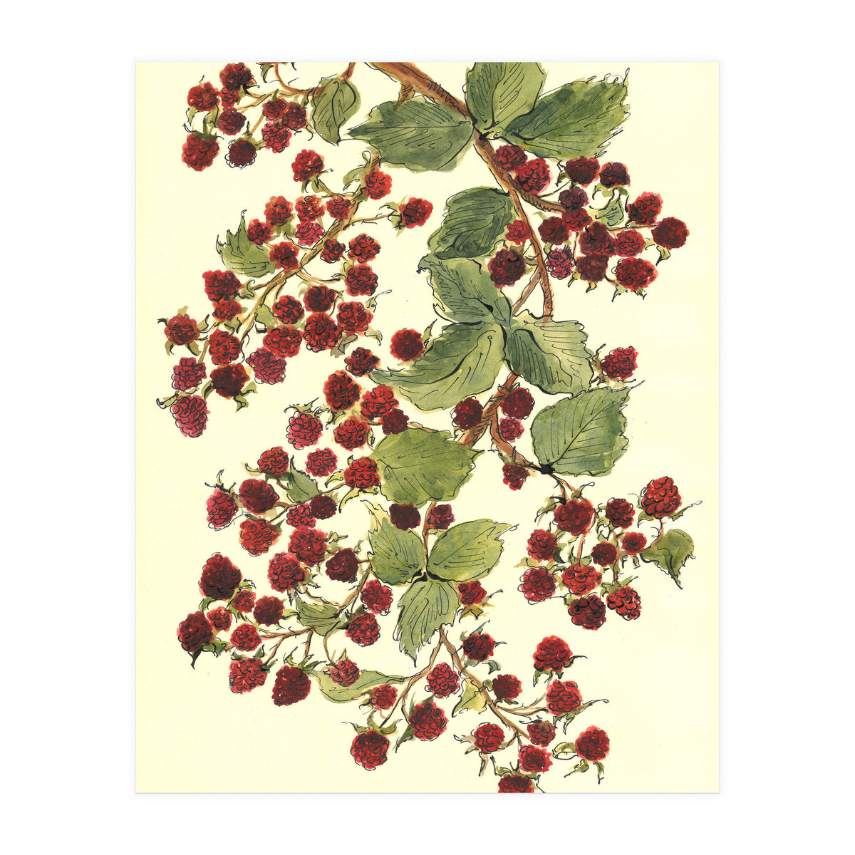 Raspberry (Print Only)