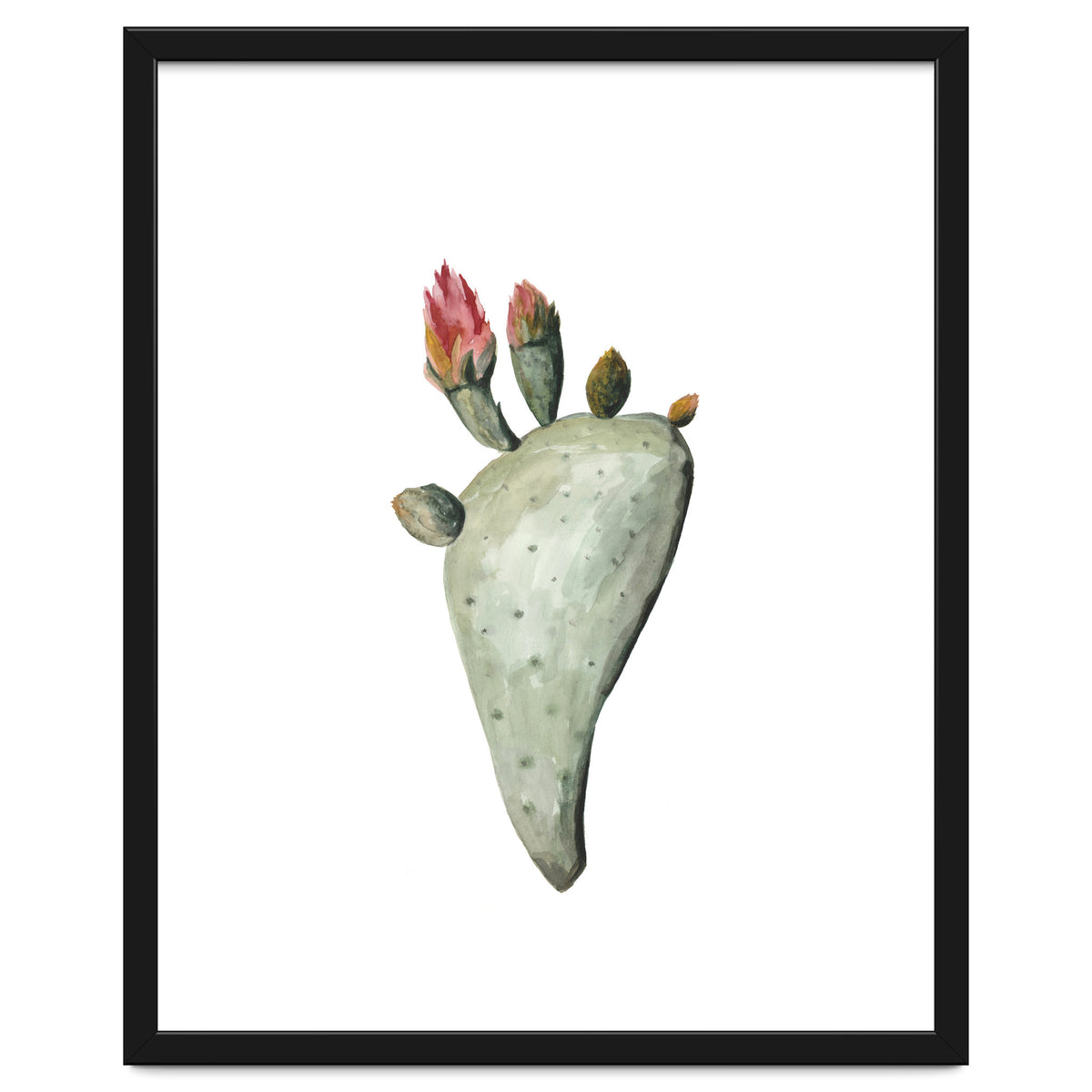 Botanical Illustration Cactus Flowers