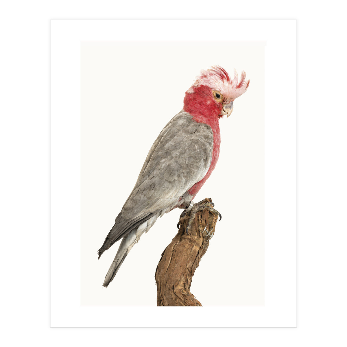 Cc Birds 02 (Print Only)