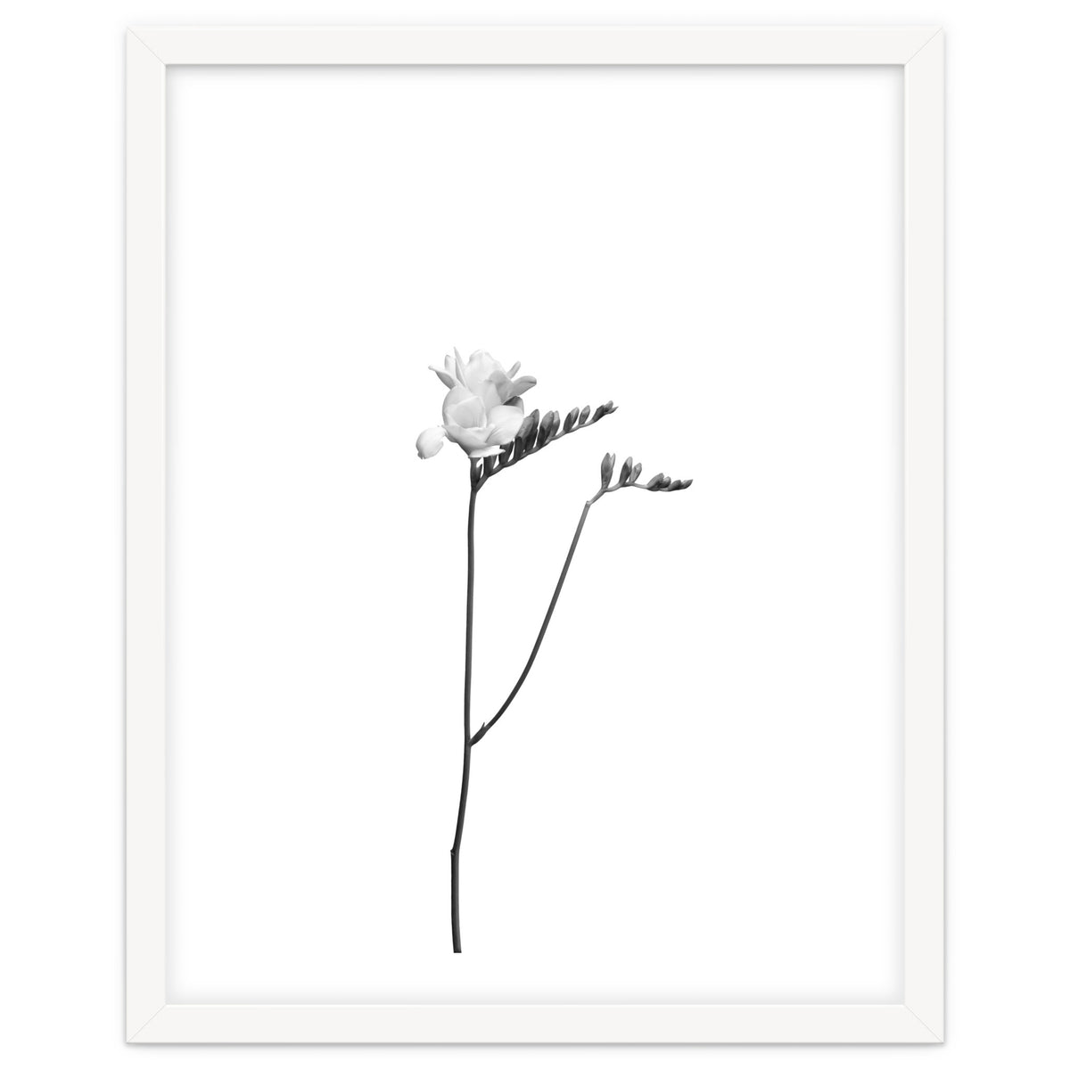 Freesia | bright design