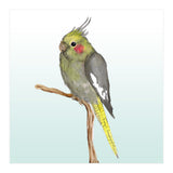 Cute cockatiel 	 (Print Only) thumbnail