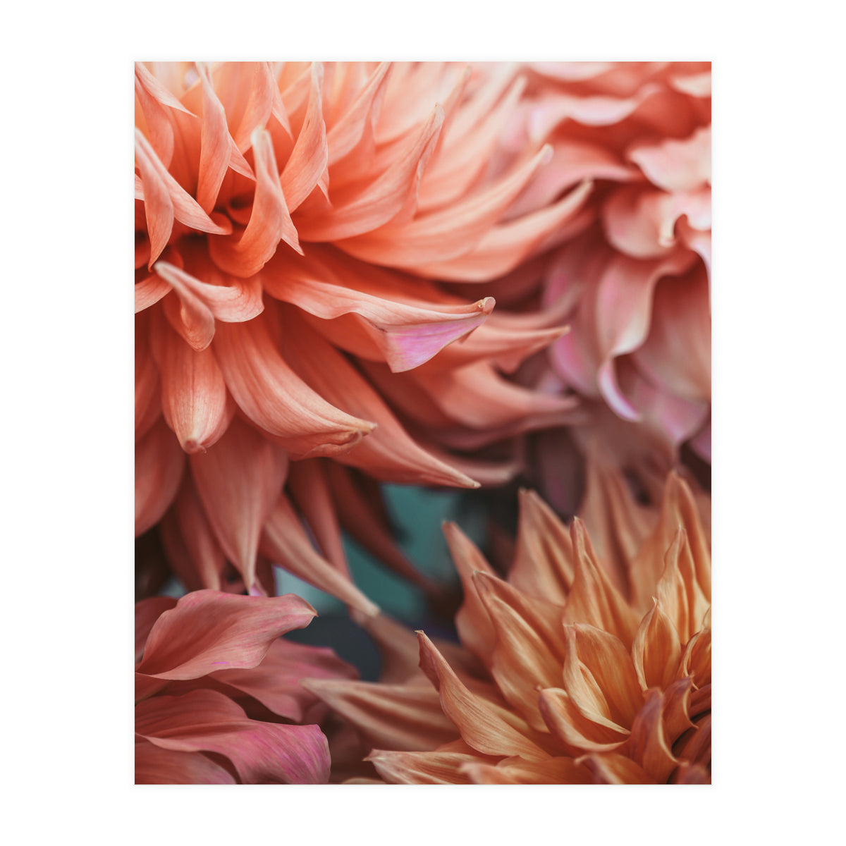 Vintage Dahlia  (Print Only)