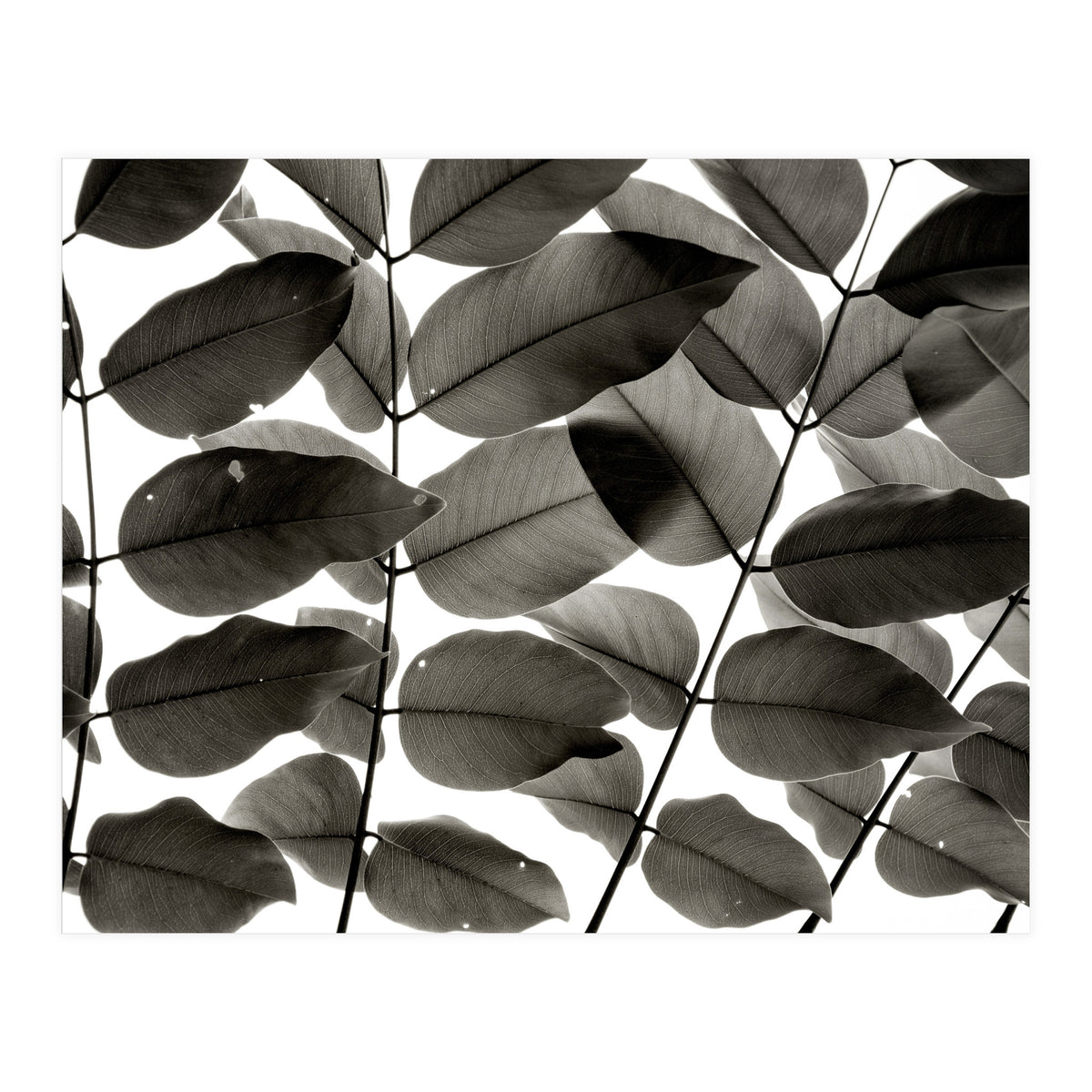 Branches and Leaves I (Print Only)