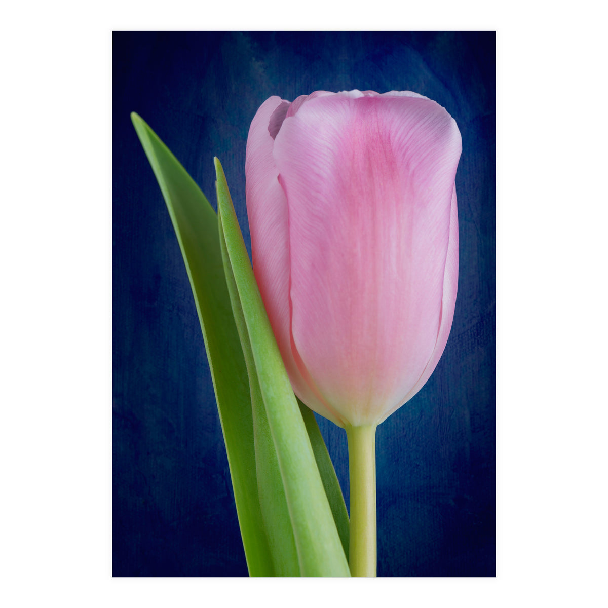 Tulip (Print Only)