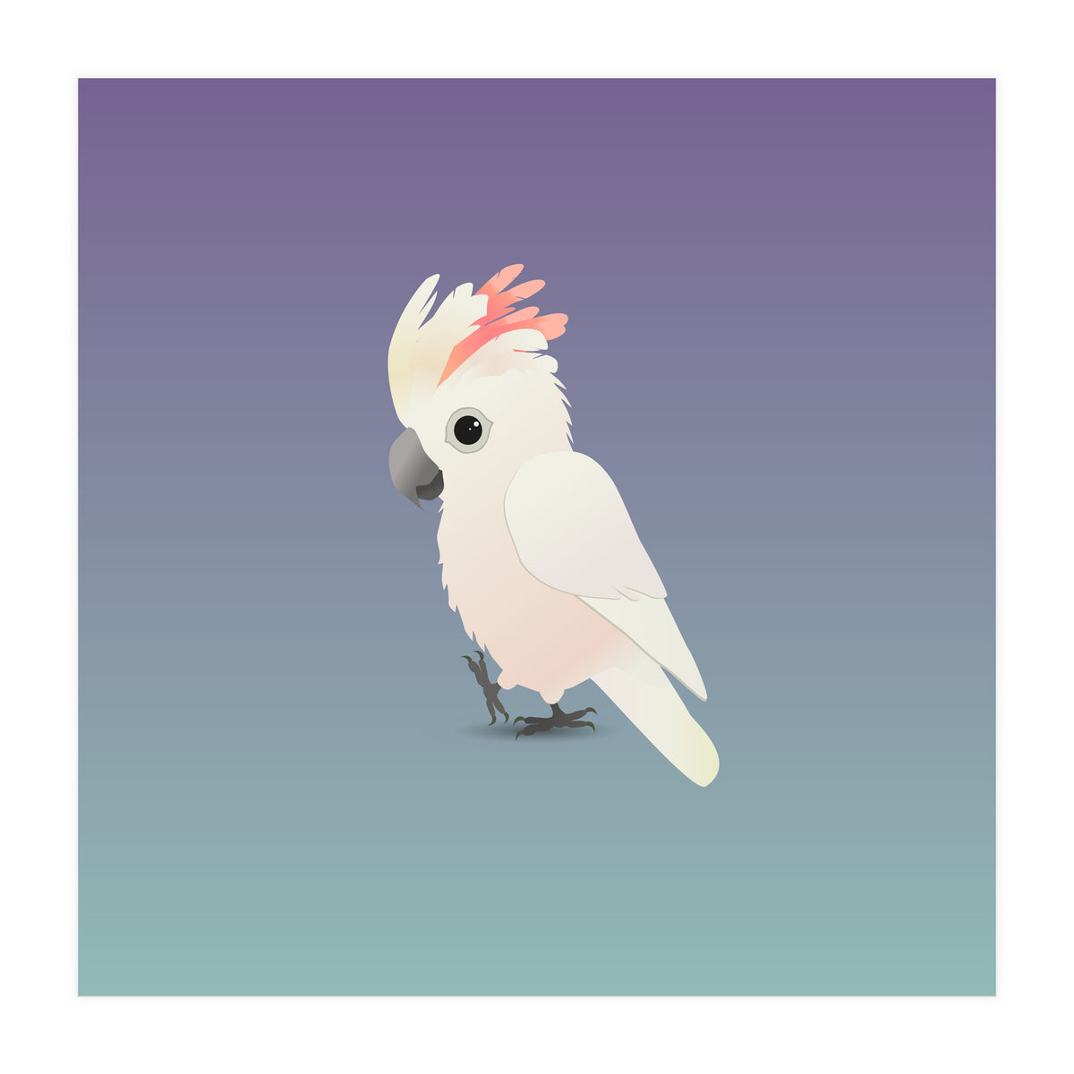 Salmon-crested cockatoo (Print Only)