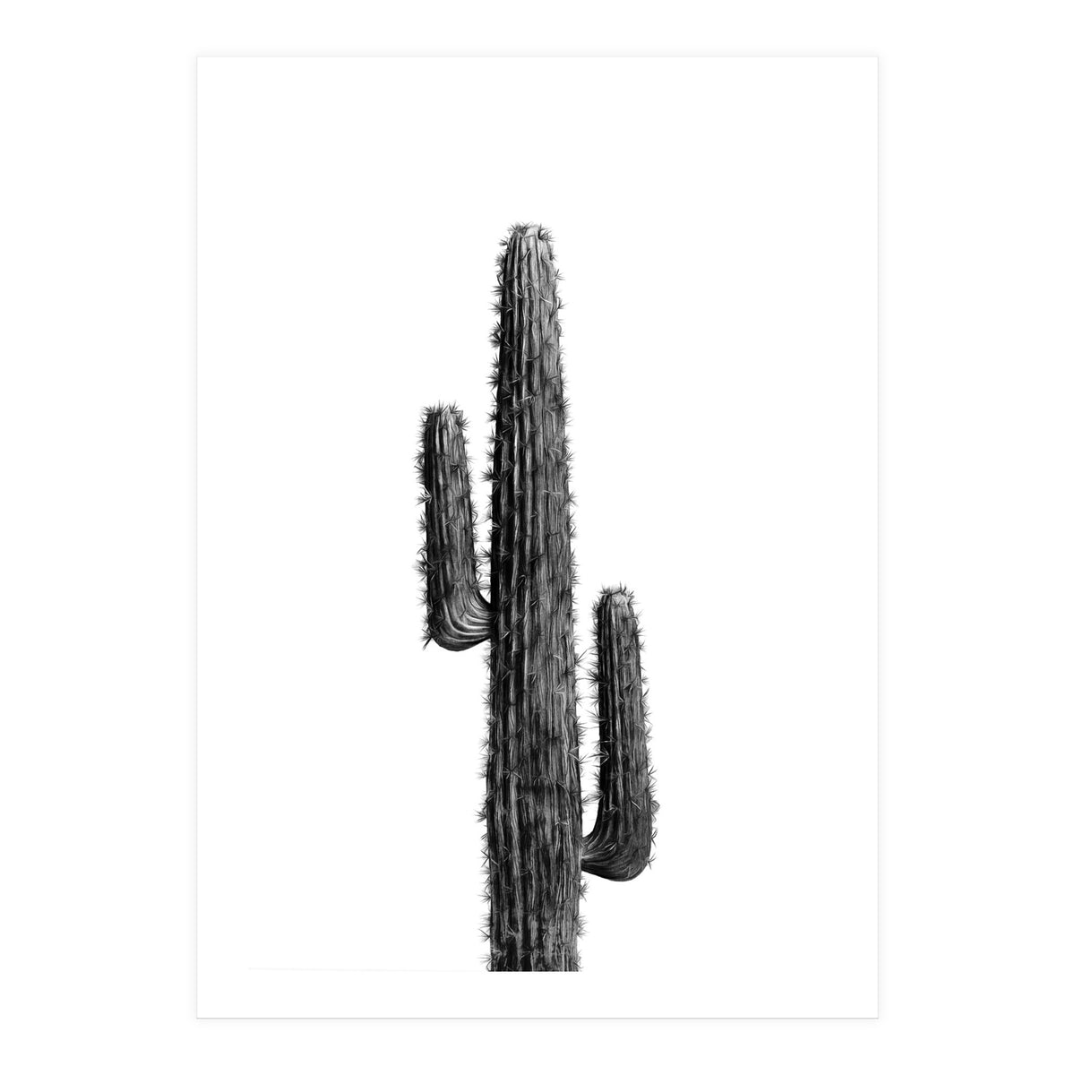 Cactus Black and White 01 (Print Only)