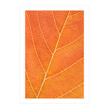 Autumn Leaf (Print Only) thumbnail