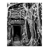 Ta Prohm Temple, Cambodia (Print Only) thumbnail