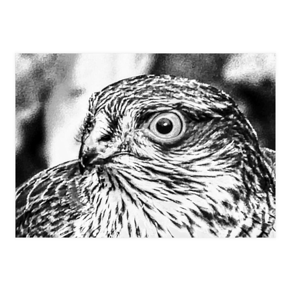 Peregrine  (Print Only)