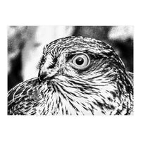 Peregrine  (Print Only)