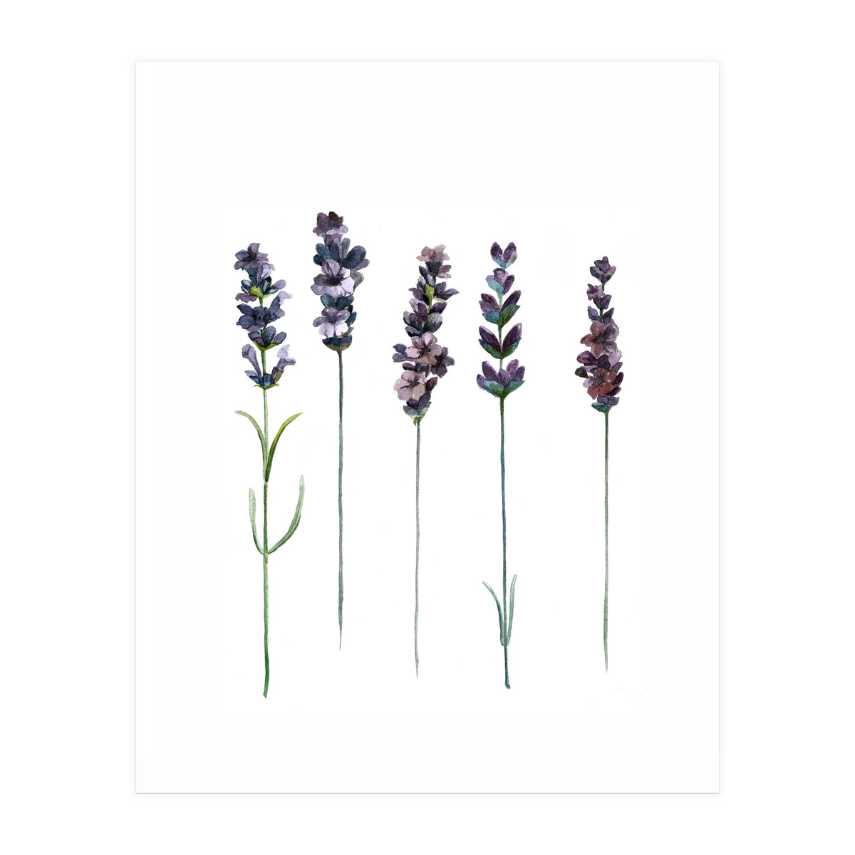 Botanical Illustration Lavender (Print Only)