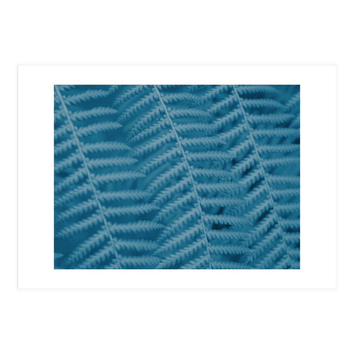 Pteridopsida 3 (Print Only)