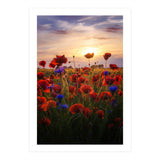 Poppiesfield at Sunrise (Print Only) thumbnail