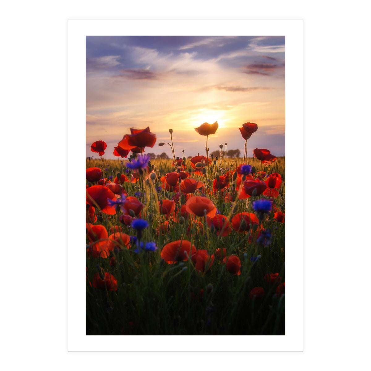 Poppiesfield at Sunrise (Print Only)