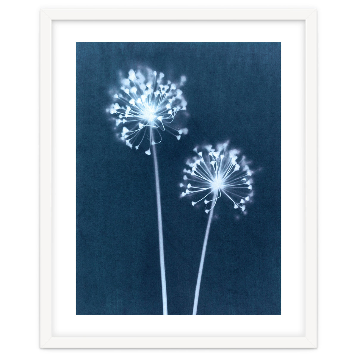 Indigo Dandelion