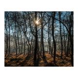 A Special Morning in Heath Warren Woods - Hampshire (Print Only) thumbnail