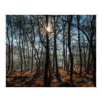 A Special Morning in Heath Warren Woods - Hampshire (Print Only)