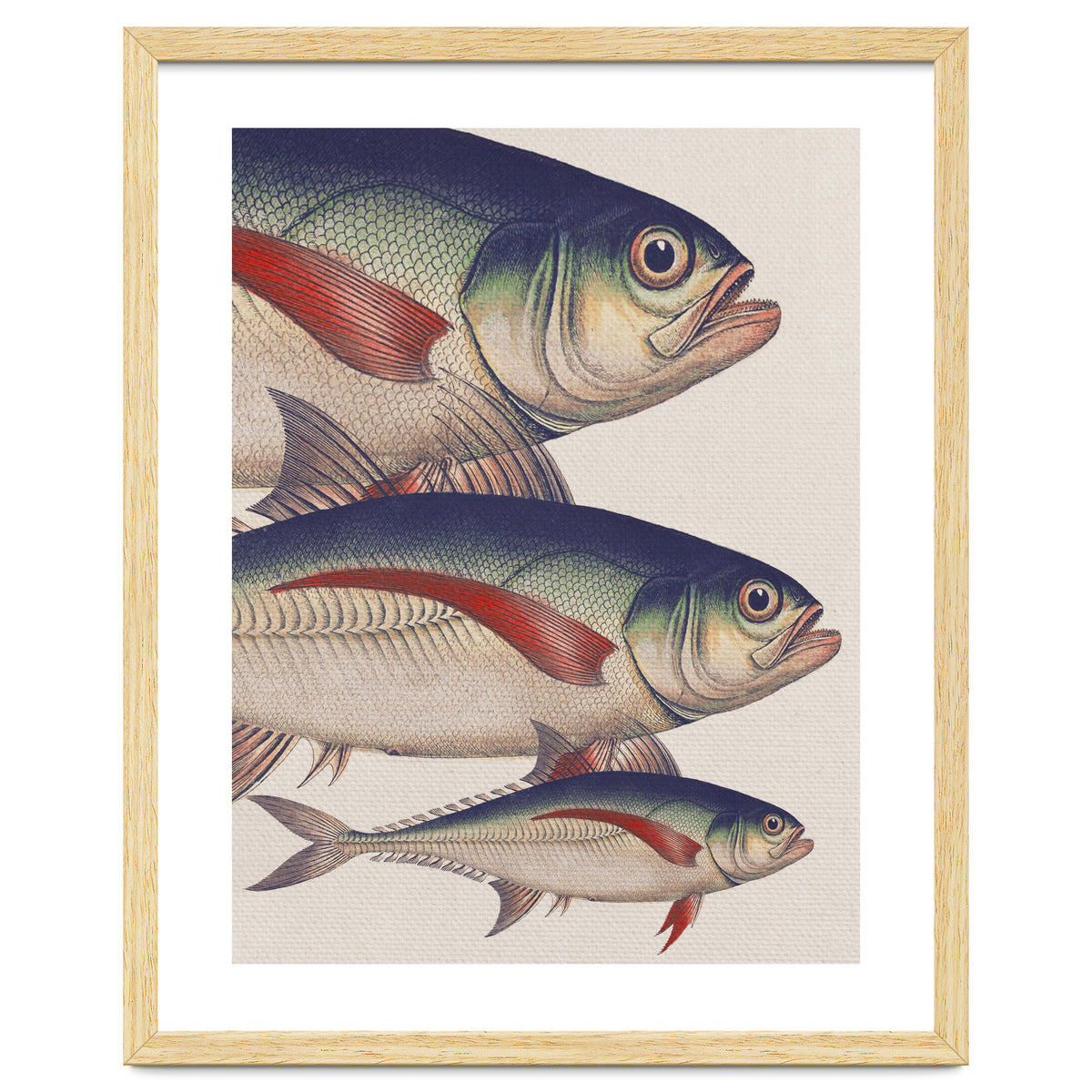 Fish Classic Designs 5