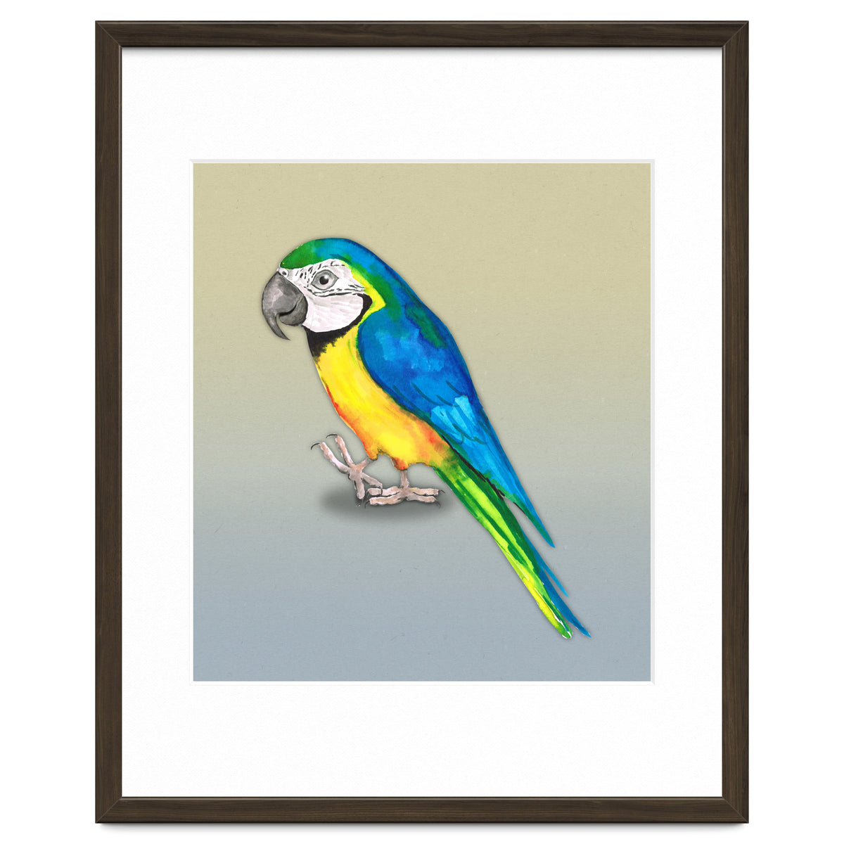Blue and yellow macaw