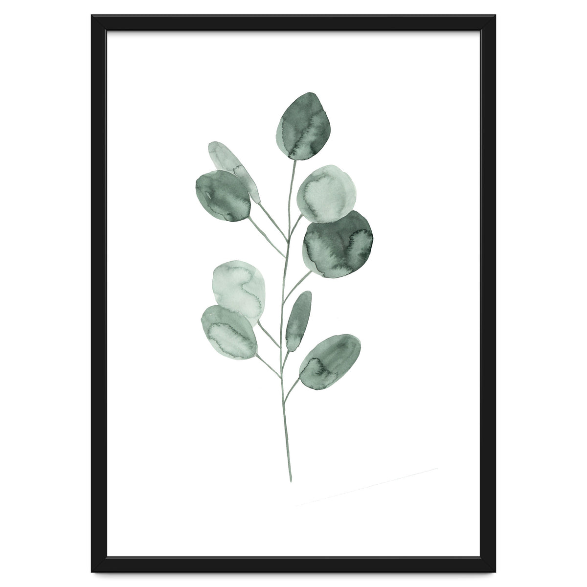 Botanical Illustration Eukalyptus2