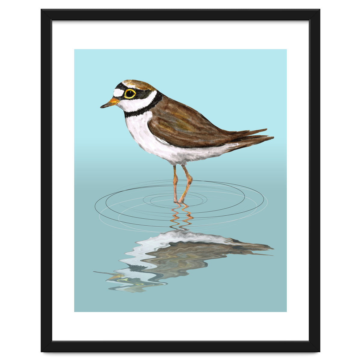 Little ringed  plover