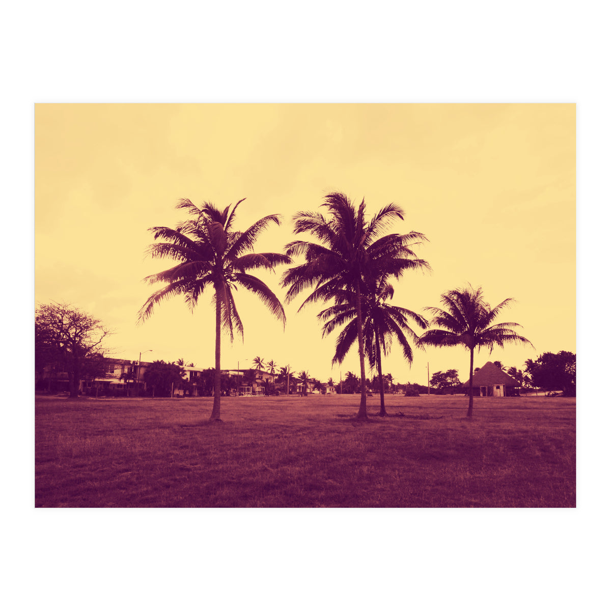 Palm Trees (Print Only)