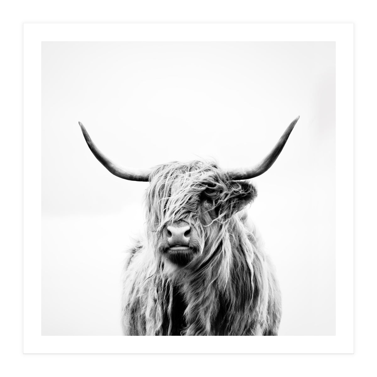 portrait of a highland cow (Print Only)