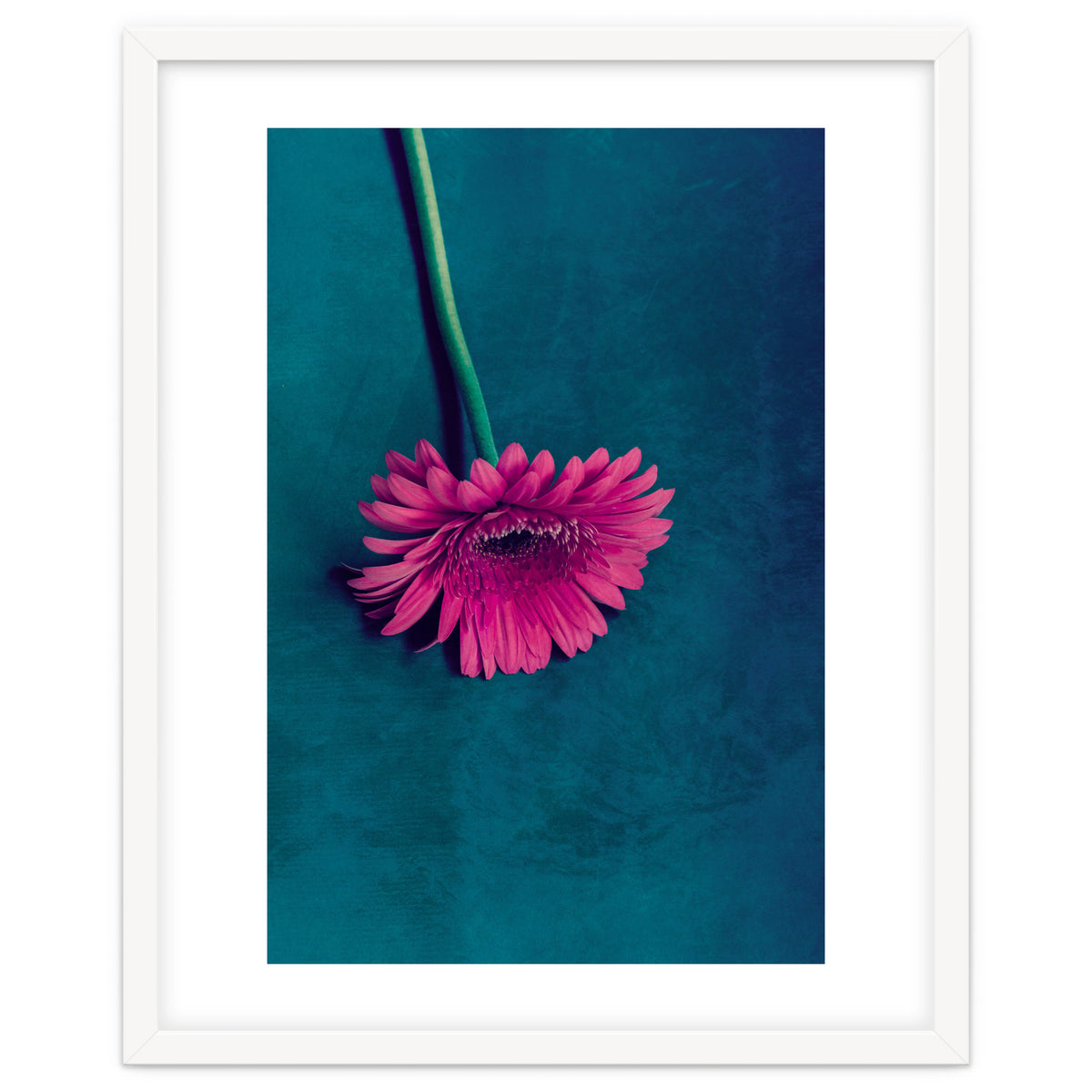 Gerbera for love