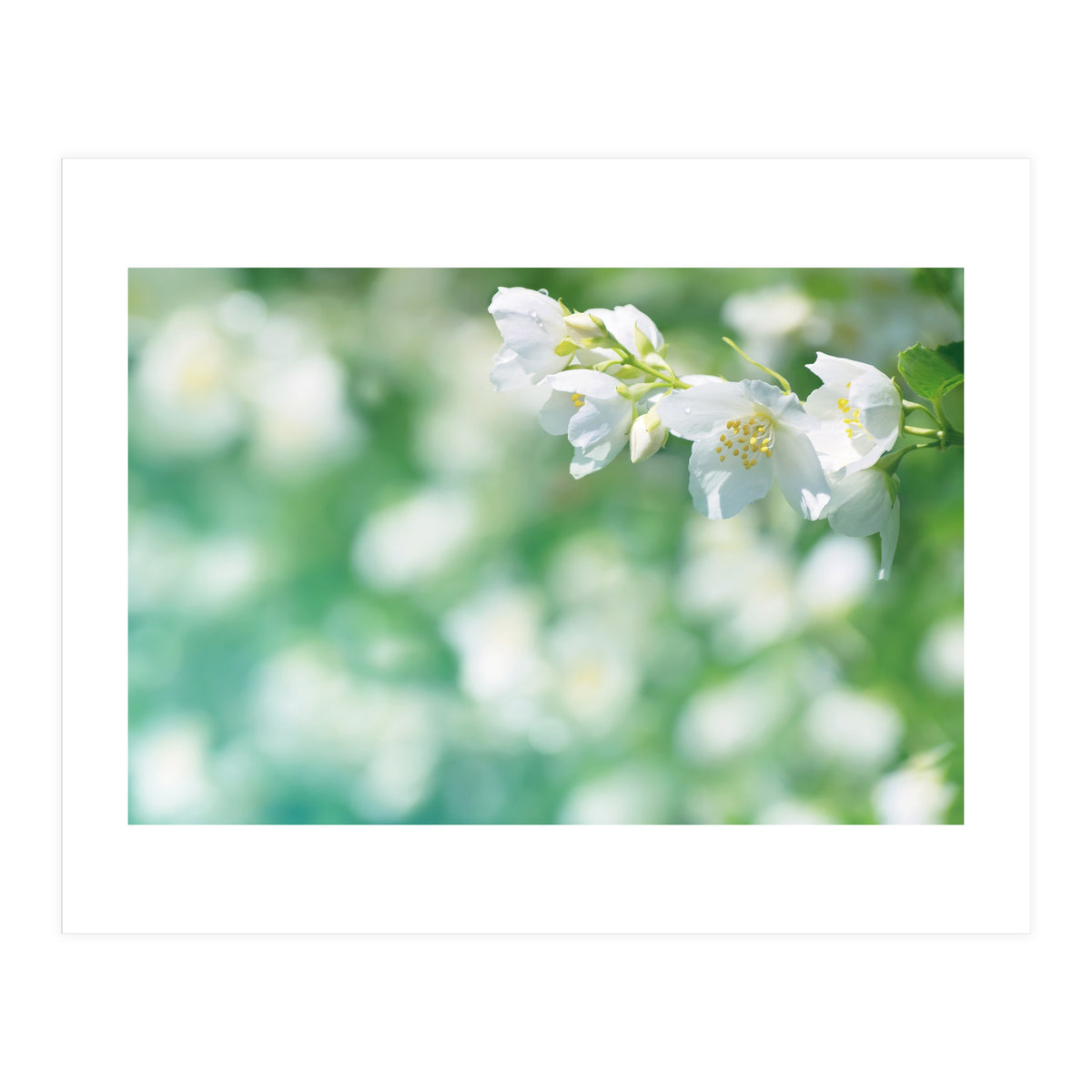 Nature (Print Only)