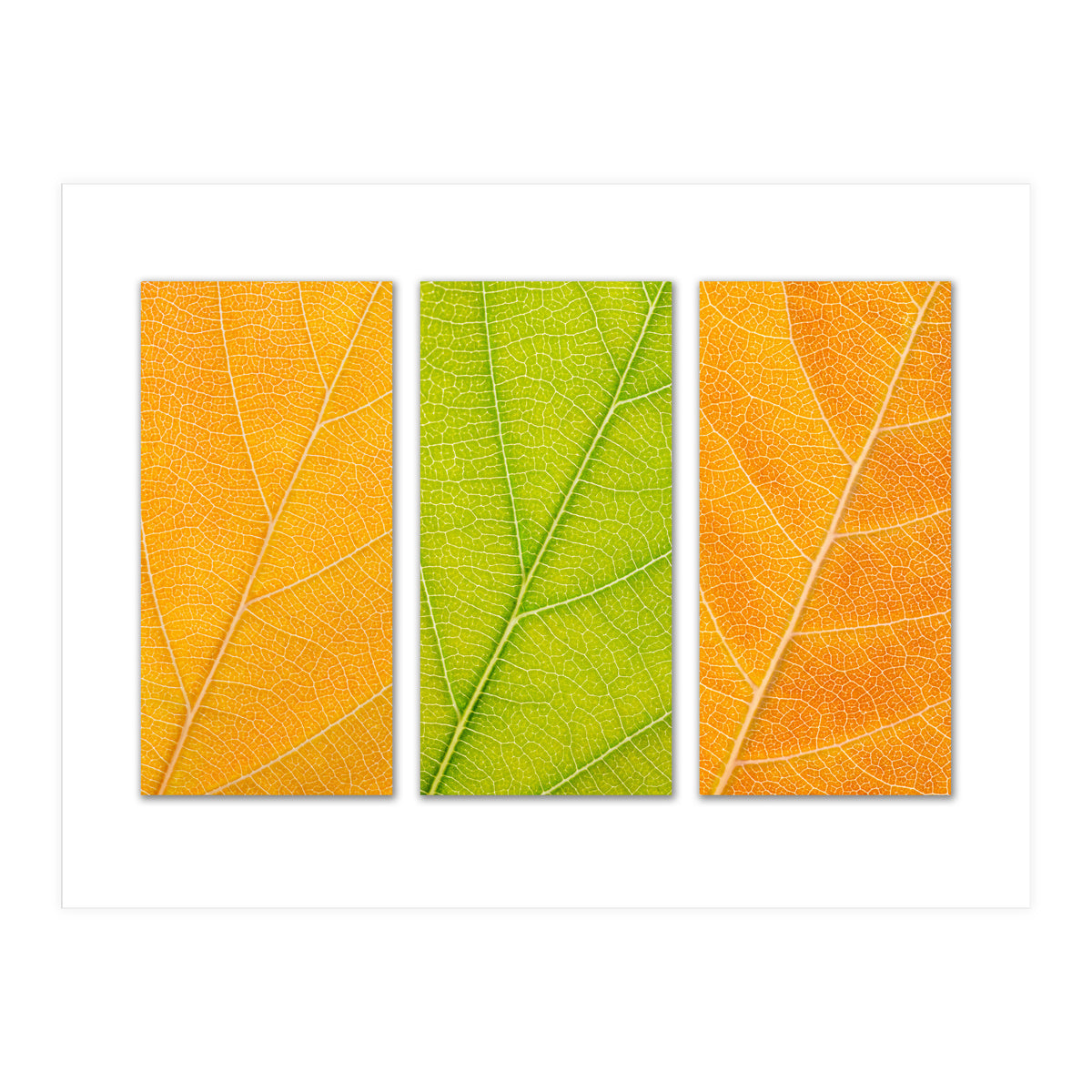 Autumn Leaves (Print Only)