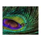 Peacock feather (Print Only) thumbnail