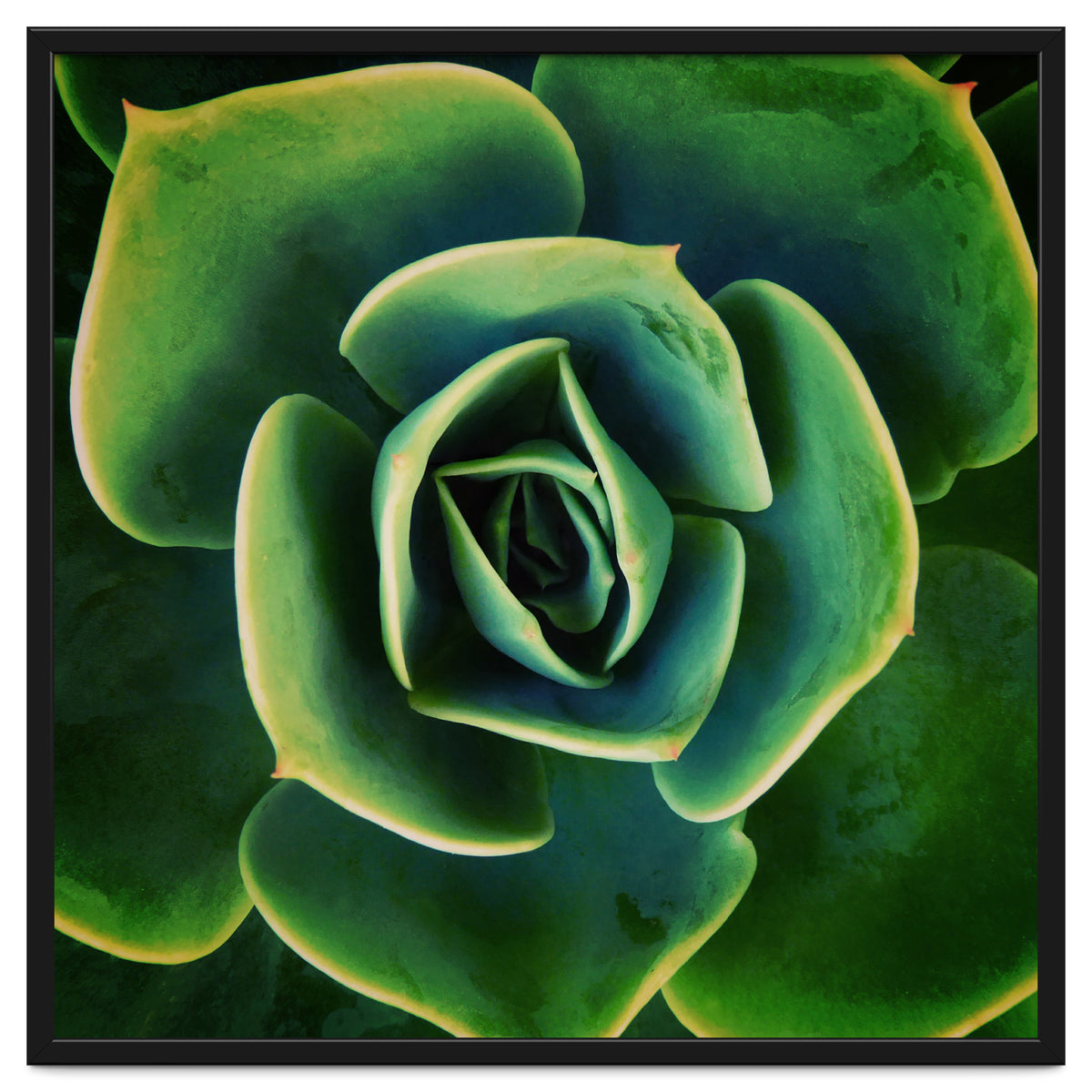 DARKSIDE OF SUCCULENTS XIII