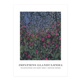 Impatiens Glandulifera (Print Only) thumbnail