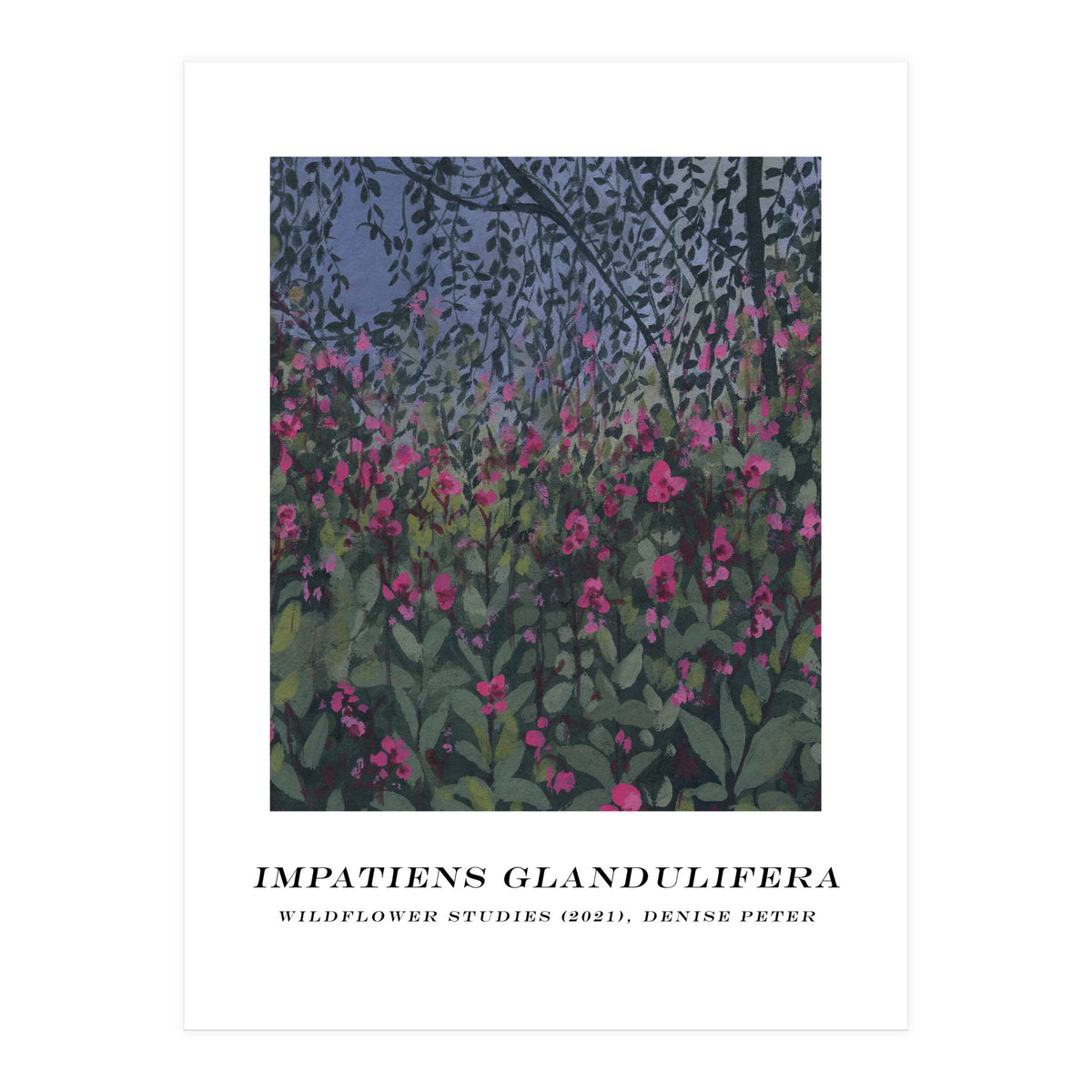 Impatiens Glandulifera (Print Only)