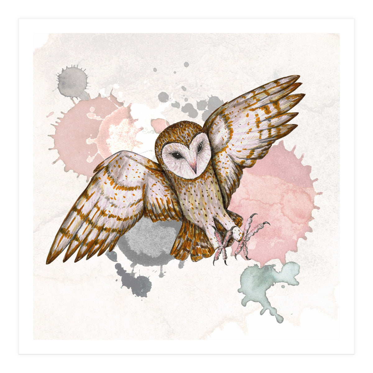 Attacking barn owl (Print Only)