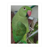 Lucky Indian Parakeet (Print Only) thumbnail